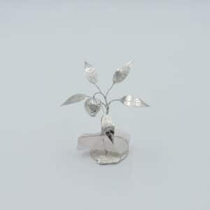 bonsai melograno argento